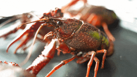 备小龙虾回归!新鲜大只又过瘾鲜香吮指不停!pg电子模拟器免费版终于等到了!夏日宵夜必(图3) 备小龙虾回归!新鲜大只又过瘾鲜香吮指不停!pg电子模拟器免费版终于等到了!夏日宵夜必(图3)