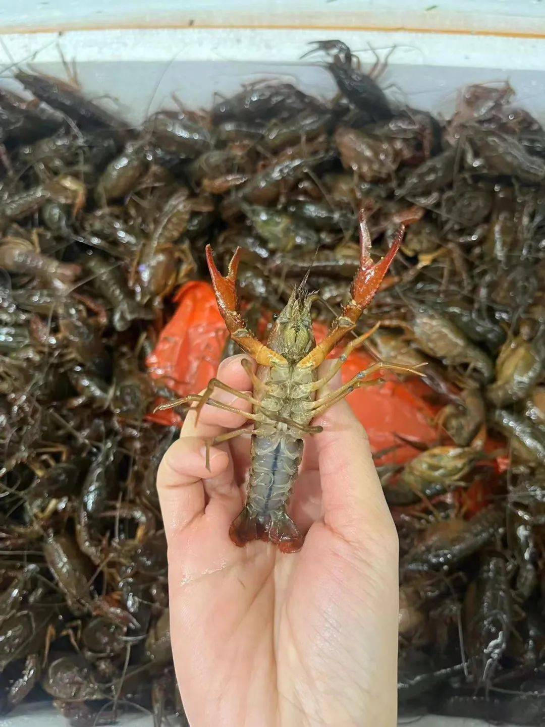 备小龙虾回归!新鲜大只又过瘾鲜香吮指不停!pg电子模拟器免费版终于等到了!夏日宵夜必(图4) 备小龙虾回归!新鲜大只又过瘾鲜香吮指不停!pg电子模拟器免费版终于等到了!夏日宵夜必(图4)