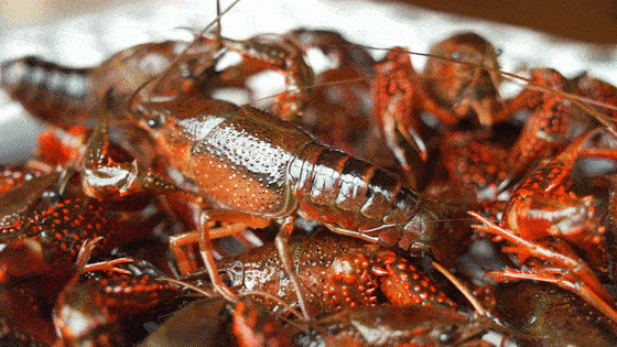 备小龙虾回归!新鲜大只又过瘾鲜香吮指不停!pg电子模拟器免费版终于等到了!夏日宵夜必(图7) 备小龙虾回归!新鲜大只又过瘾鲜香吮指不停!pg电子模拟器免费版终于等到了!夏日宵夜必(图7)