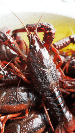 备小龙虾回归!新鲜大只又过瘾鲜香吮指不停!pg电子模拟器免费版终于等到了!夏日宵夜必(图9) 备小龙虾回归!新鲜大只又过瘾鲜香吮指不停!pg电子模拟器免费版终于等到了!夏日宵夜必(图9)