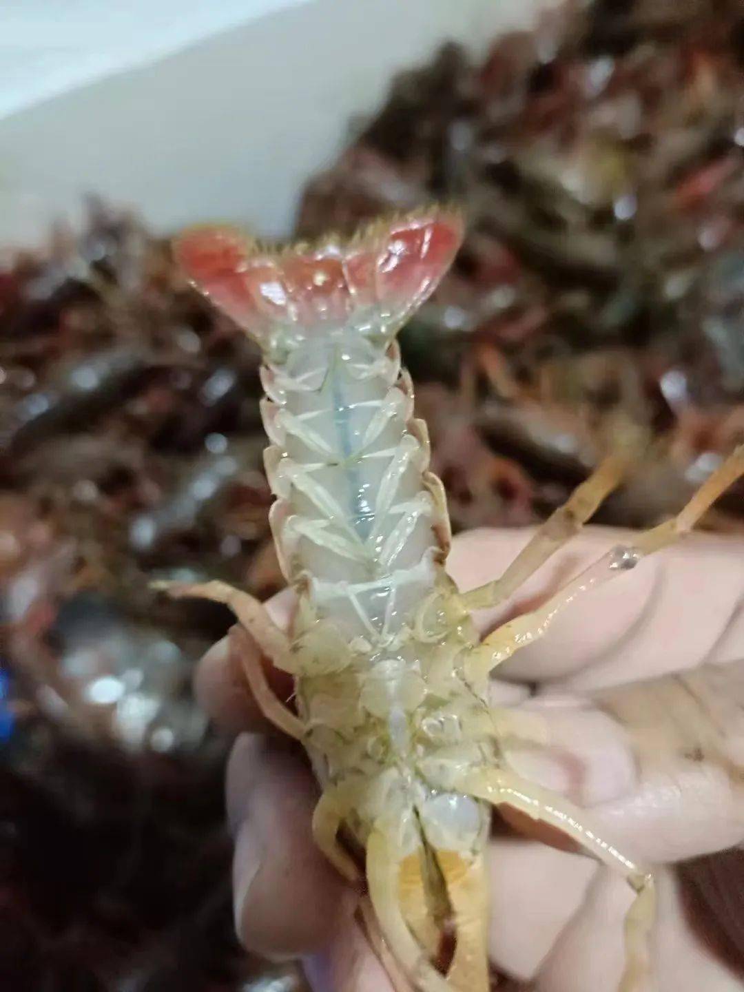 备小龙虾回归!新鲜大只又过瘾鲜香吮指不停!pg电子模拟器免费版终于等到了!夏日宵夜必(图12) 备小龙虾回归!新鲜大只又过瘾鲜香吮指不停!pg电子模拟器免费版终于等到了!夏日宵夜必(图12)