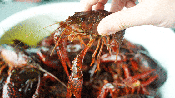 备小龙虾回归!新鲜大只又过瘾鲜香吮指不停!pg电子模拟器免费版终于等到了!夏日宵夜必(图15) 备小龙虾回归!新鲜大只又过瘾鲜香吮指不停!pg电子模拟器免费版终于等到了!夏日宵夜必(图15)