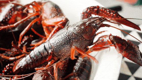 备小龙虾回归!新鲜大只又过瘾鲜香吮指不停!pg电子模拟器免费版终于等到了!夏日宵夜必(图18) 备小龙虾回归!新鲜大只又过瘾鲜香吮指不停!pg电子模拟器免费版终于等到了!夏日宵夜必(图18)